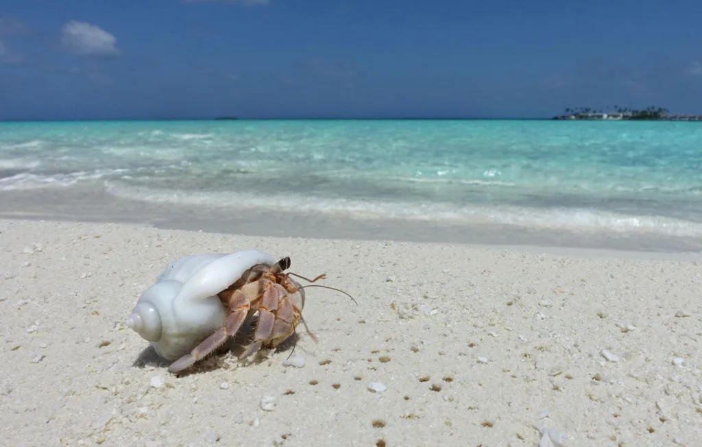 Trois touristes chinois arrêtés avec des bernard-l’ermite au Japon