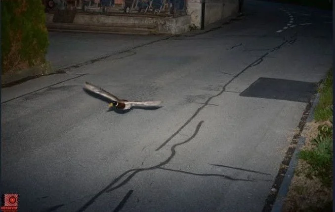 Un canard flashé par radar pour excès de vitesse en Suisse