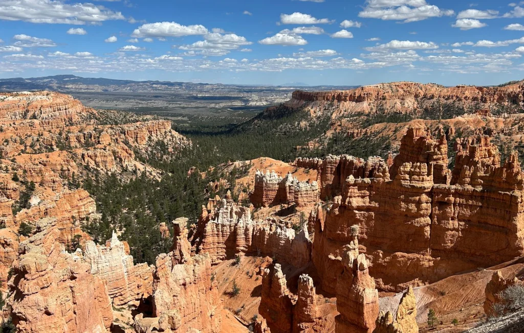 Un chat miraculeusement sauvé après une chute de 115 mètres