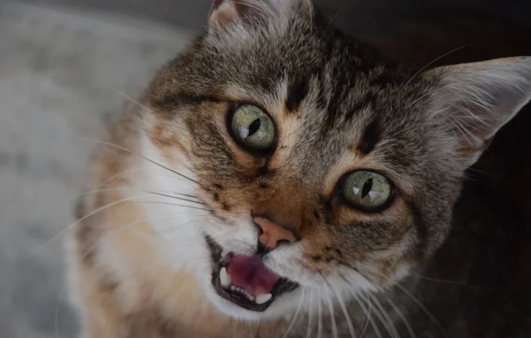 Un chat trafiquant de drogue capturé en prison au Costa Rica
