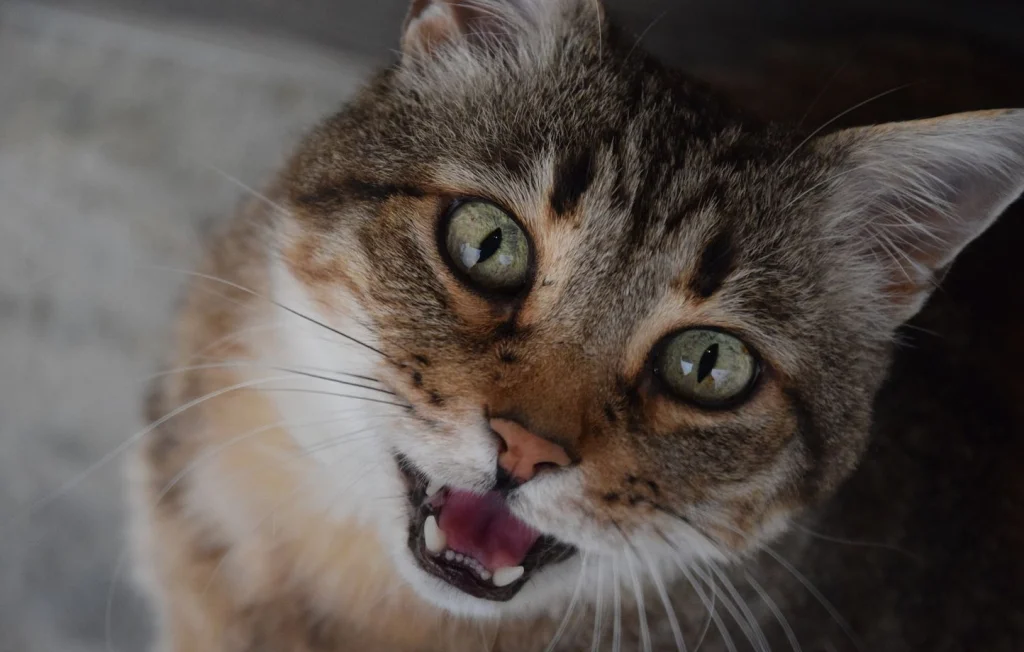 Un chat trafiquant de drogue capturé en prison au Costa Rica