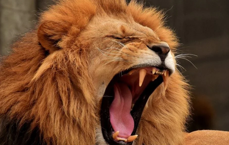 Un homme dévoré par son lion à Nadjaf, Irak