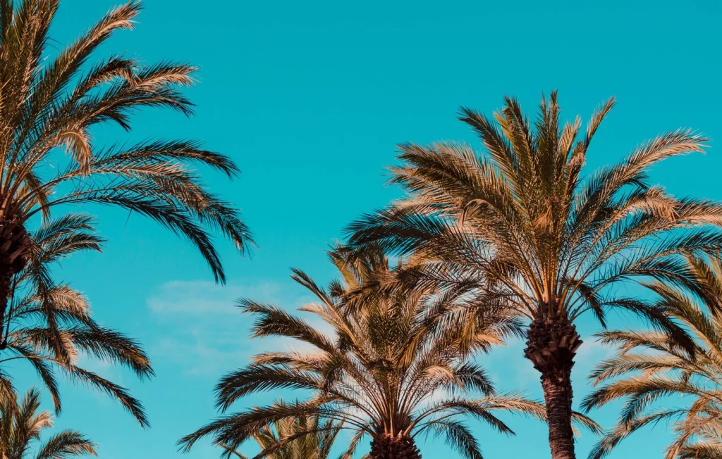 Un homme gravement blessé par un palmier à Cannes