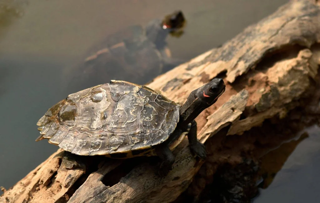 Une tortue parcourt 4.500 km pour pondre en Inde