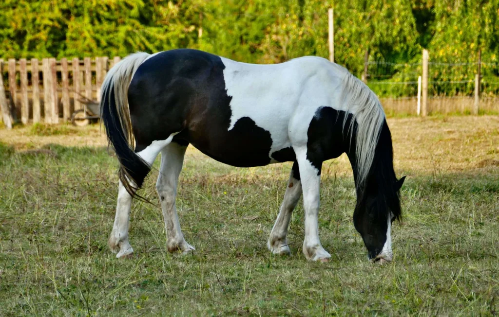 Zoophile surpris en flagrant délit dans les Hautes-Alpes