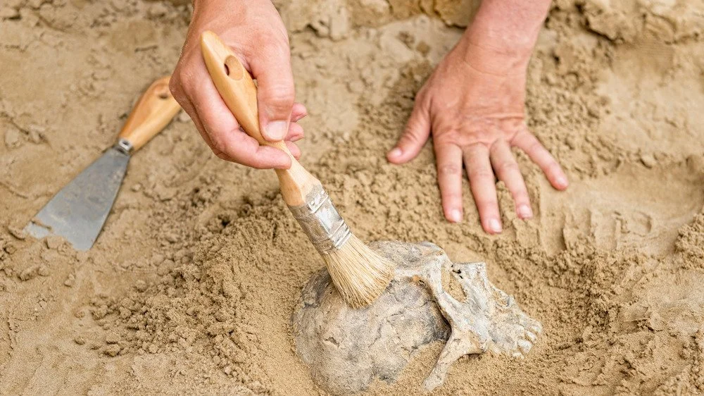 Archéologue déterrant un crâne