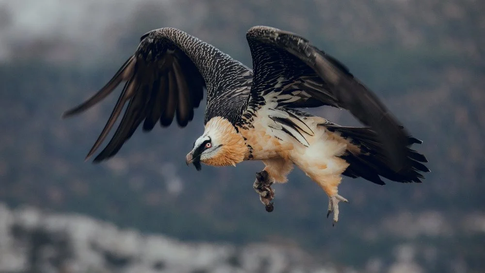 Un vautour percnoptère en vol