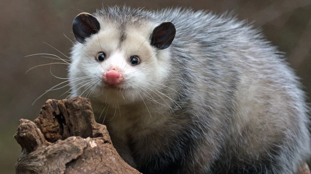Benjamin Harrison avec ses animaux à la Maison Blanche