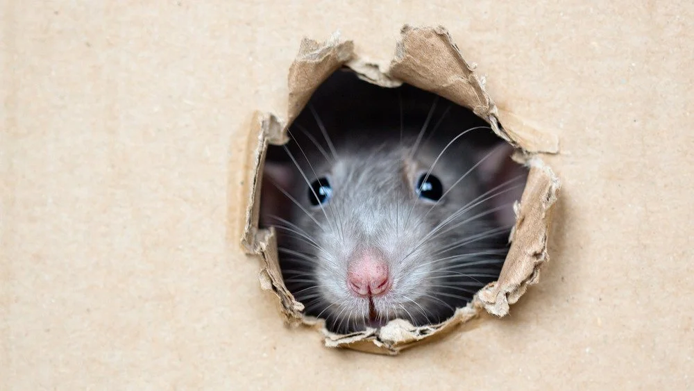 Regard perçant d’un chat noir