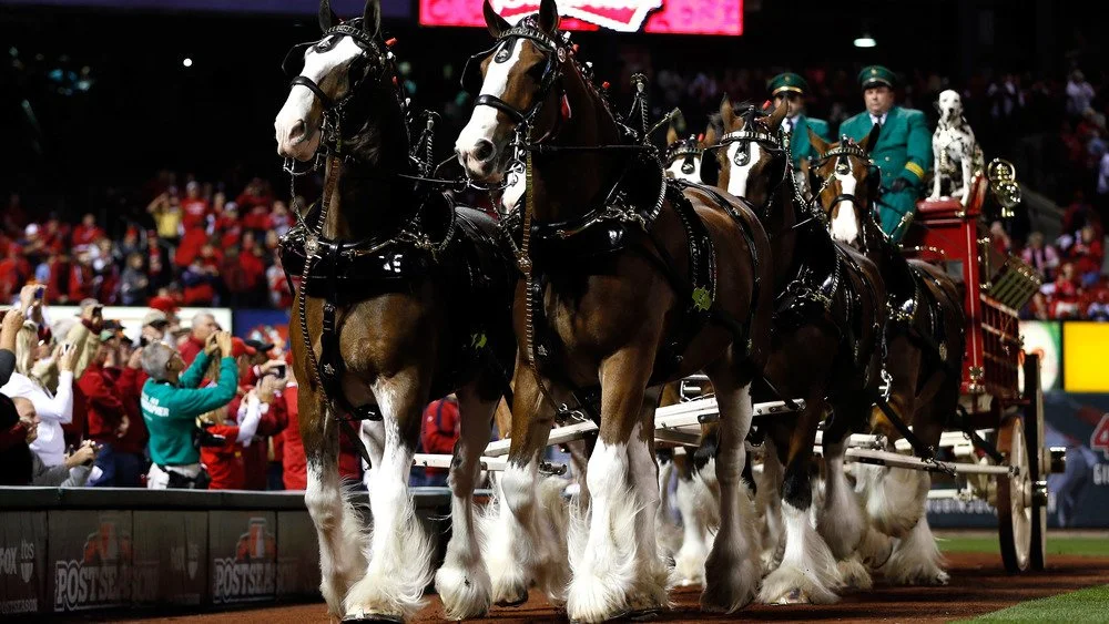 Clydesdales de Budweiser sur un terrain