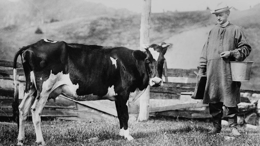 Calvin Coolidge et une vache