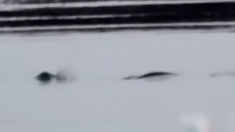 Capture en noir et blanc d’une créature mystérieuse filmée en Alaska