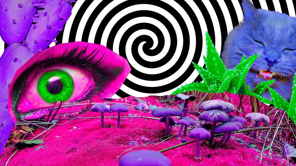 Champignon de seigle ergot avec des effets hallucinogènes