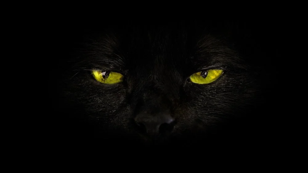 Gros plan d'un chat noir aux yeux jaunes