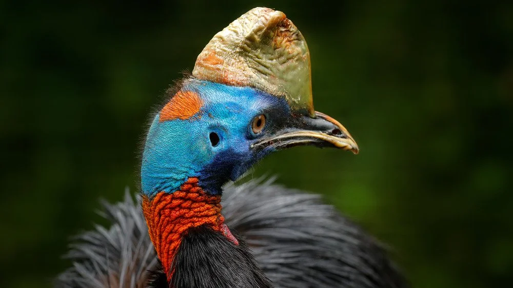 Casoar à tête bleue