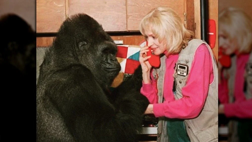 Koko et une chercheuse