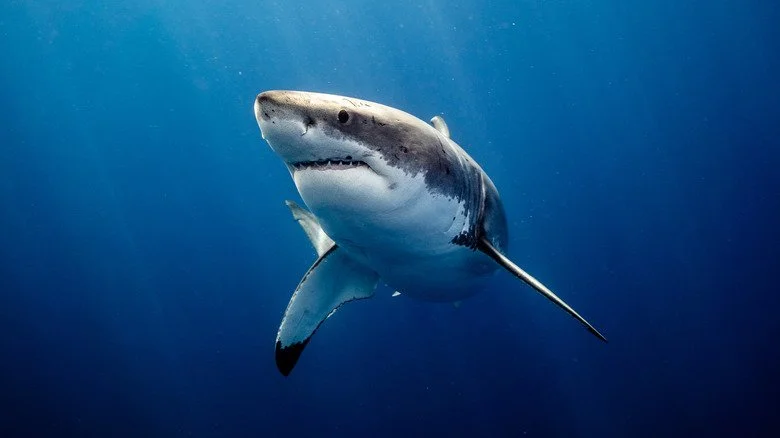 Grand requin blanc