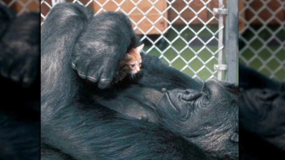 Koko avec son chaton