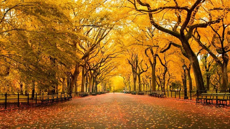 Autumn in full swing