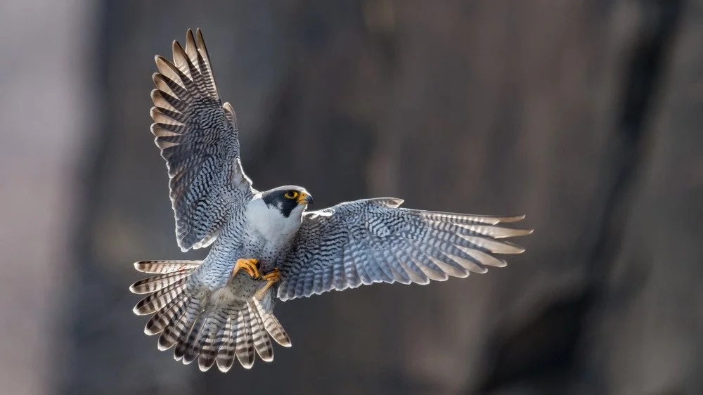 Faucon pèlerin en plein vol