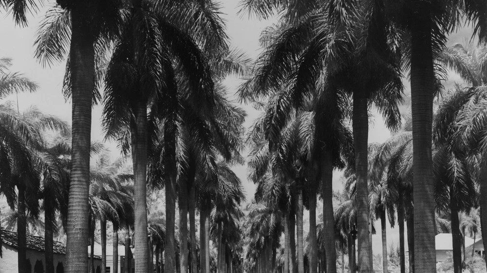 Une rue bordée de palmiers à West Palm Beach, Floride