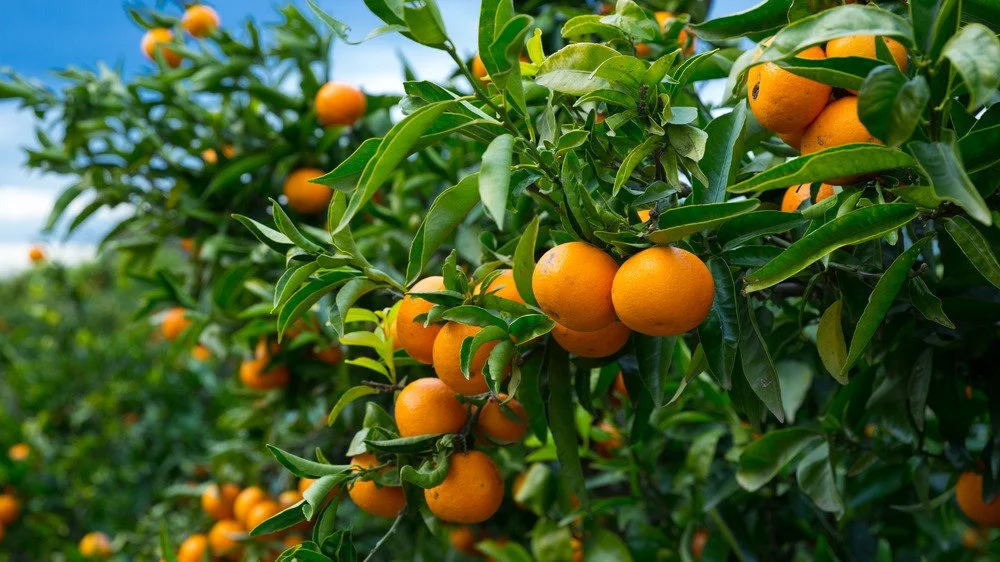 Verger d'orangers en pleine croissance
