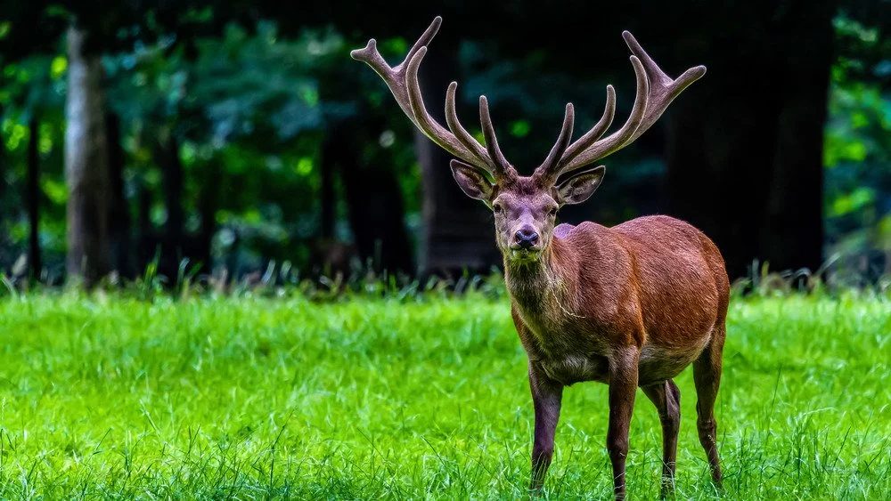 Cerf rouge avec de grands bois recouverts de velours
