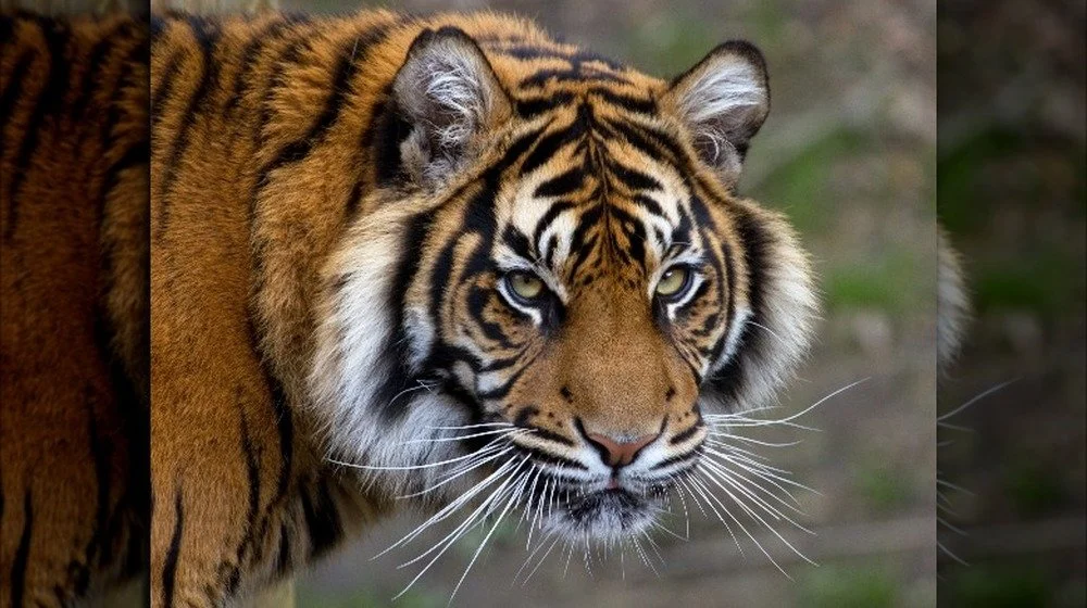 Tigre de Sumatra, une espèce en danger critique d'extinction