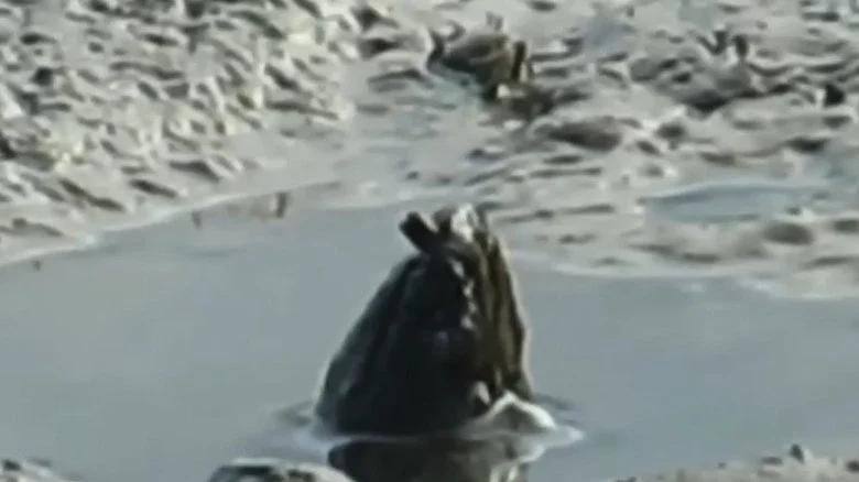 Capture d'écran d'une possible créature cryptide en Australie, tirée de 'The Proof is Out There'