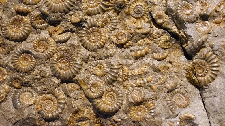 Ammonites