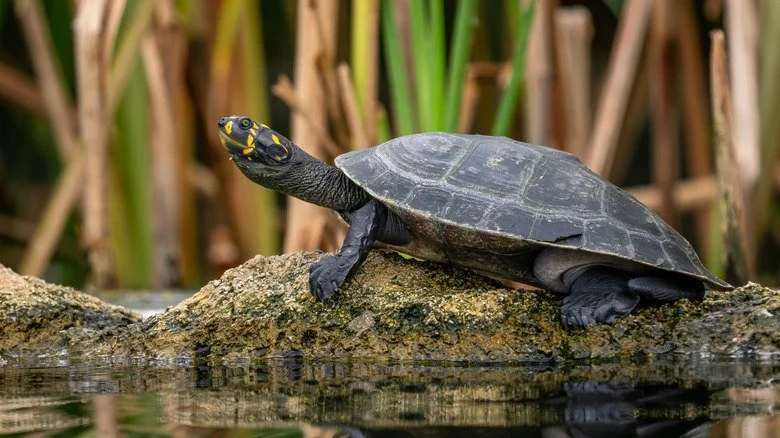 Tortue d'eau douce à taches jaunes sur une branche
