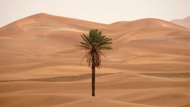 Palmier isolé dans le Sahara