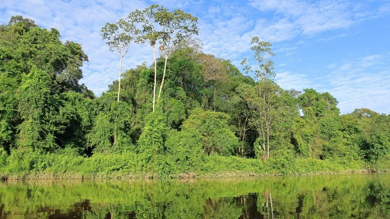 Rive dans le parc national Yasuní