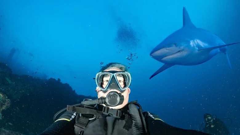 Requin et plongeur sous-marin