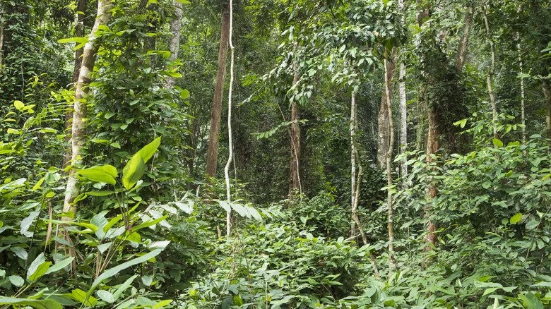 Vue de la forêt tropicale au Gabon