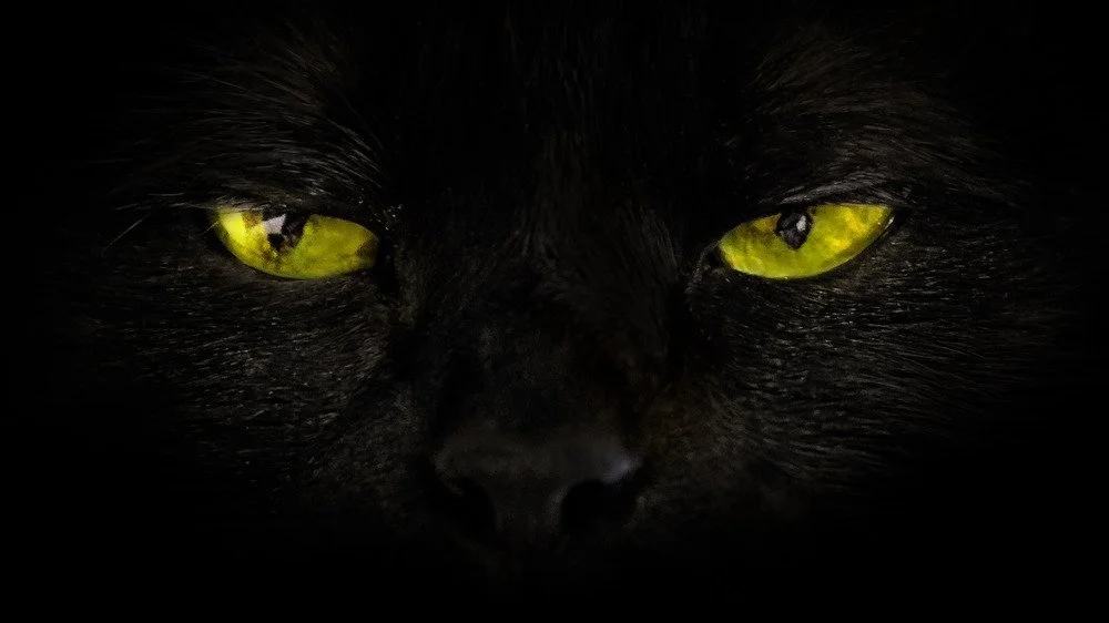 Le terrifiant chat de Noël