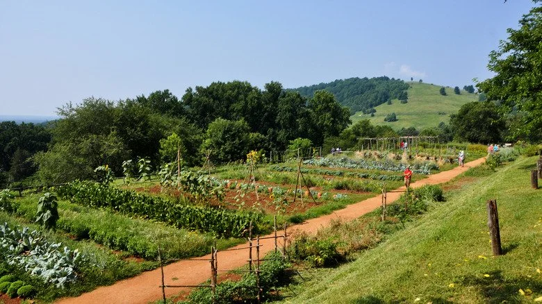 Cultures et chemin de terre à Monticello