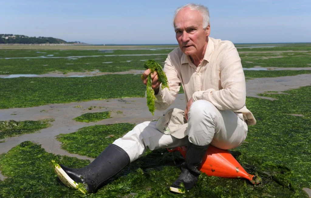 Algues vertes : La Bretagne doit agir pour sauver ses habitants