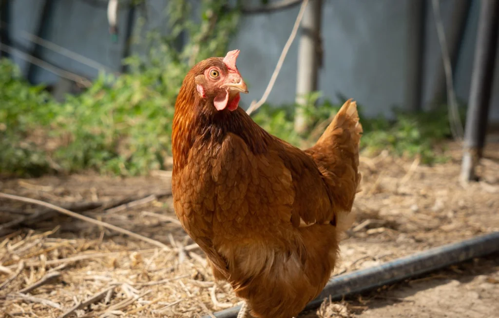 Alsace : Distribution gratuite de poules pour réduire les déchets
