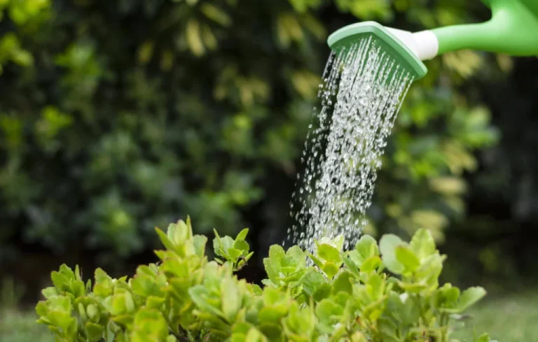 Astuces pour préserver son jardin en période de sécheresse
