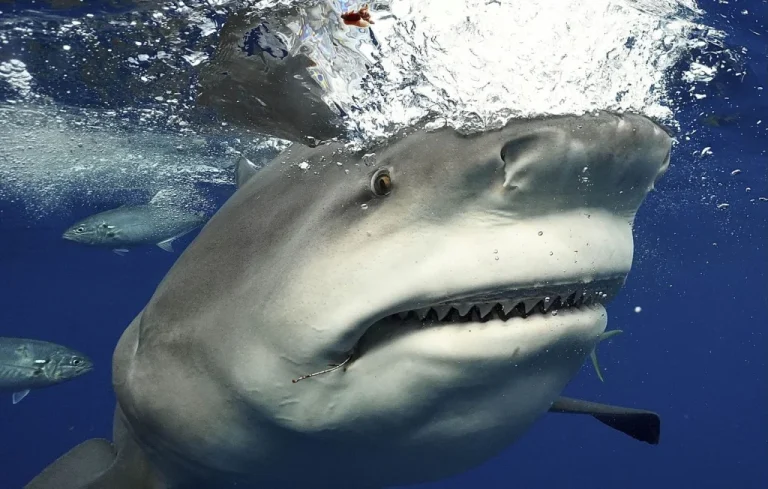 Attaque de requin en Floride : une fillette raconte son expérience