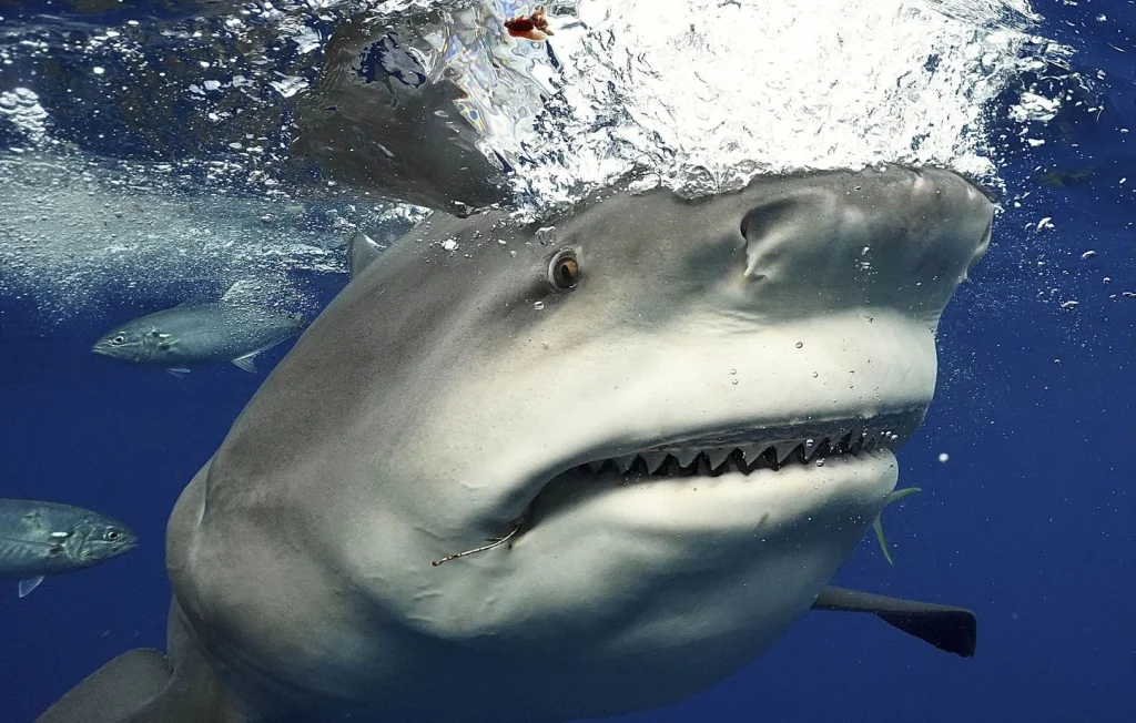 Attaque de requin en Floride : une fillette raconte son expérience