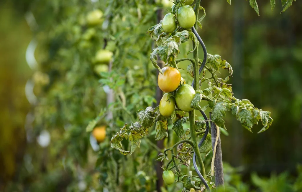 Canicule : L'impact inquiétant sur l'agriculture en France