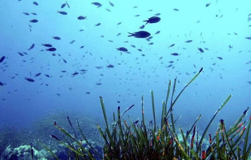 Canicule en Méditerranée : Menaces sur la Biodiversité Marine