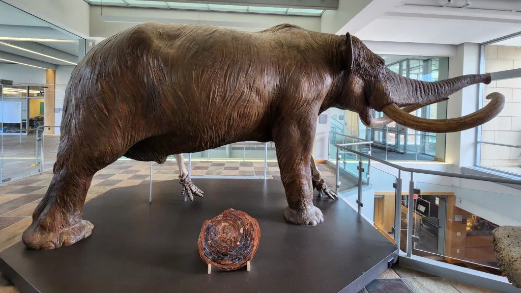 Comment le mastodonte est devenu fossile officiel de l'Indiana
