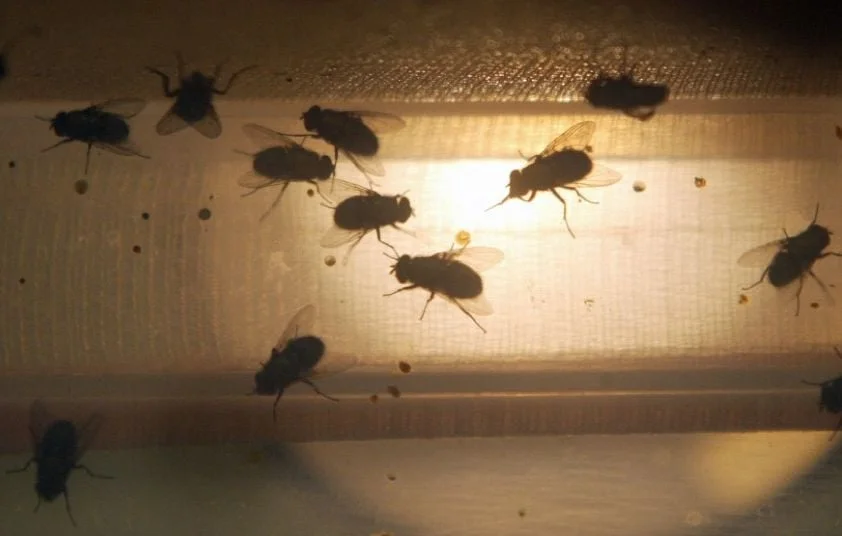 Damien Charabidzé : l'entomologiste des cadavres au service de la justice