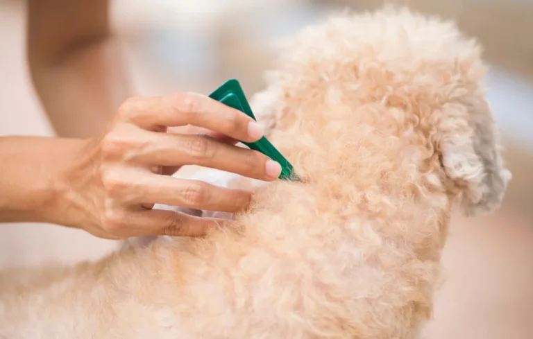 Danger des antiparasitaires : risques pour vos animaux