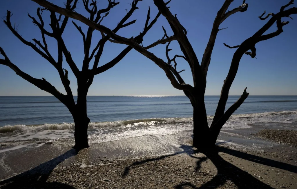 Découverte d'ossements anciens sur une plage en Caroline du Sud