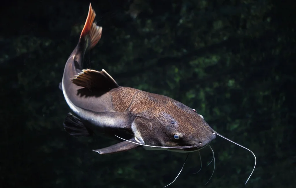 Découvrez le poisson-chat, un habitant fascinant des rivières