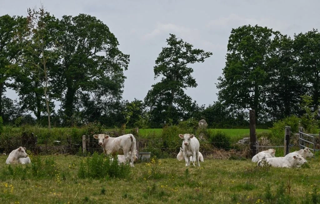 Échappées de Noyal-Châtillon : Taurillons abattus face au danger